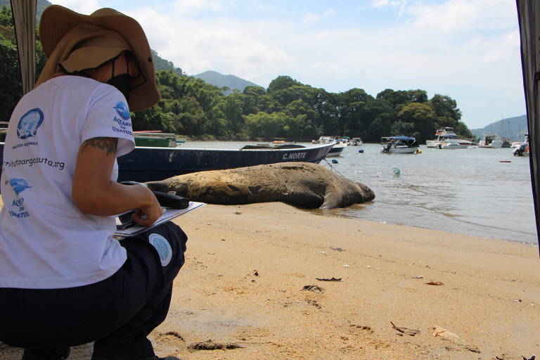 Ubatuba Cobra: 22/05/2011 - 29/05/2011