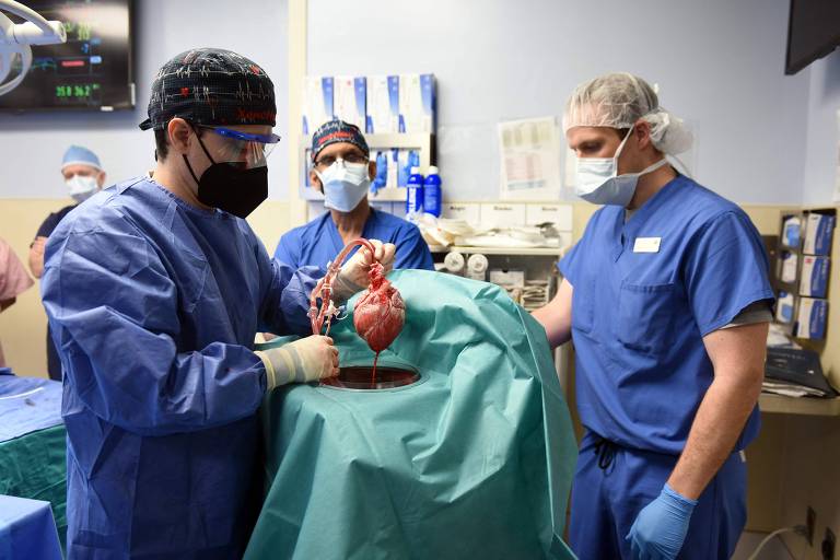 Médicos seguram um coração que será transplantado para ser humano