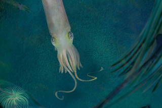 Artistic reconstruction of the cephalopod species Syllipsimopodi bideni