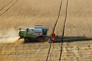 FILE PHOTO: A combine harvests wheat in a field in Stavropol Region