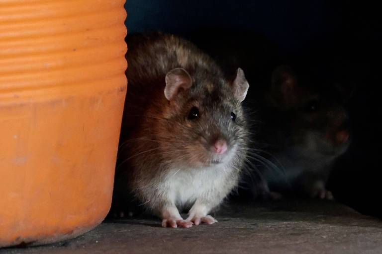 Cientistas apontam caminho para 'ressuscitar' rato extinto há 120 anos