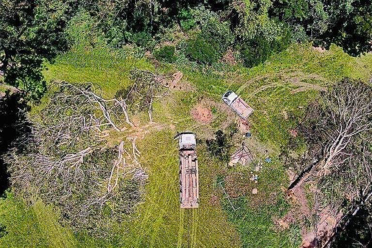 Construtora suspende corte de quase 200 árvores em Osasco após pedido do Ministério Público