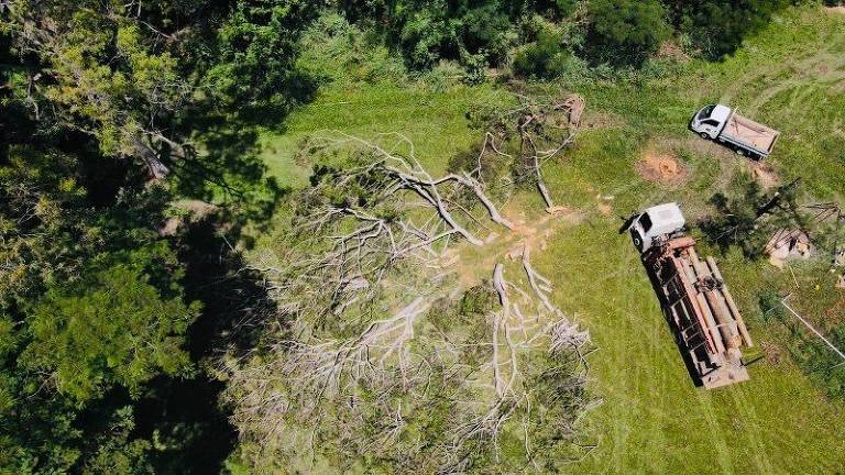 Feita por morador da Vila São Francisco, imagem área mostra árvores derrubada em terreno de Osasco