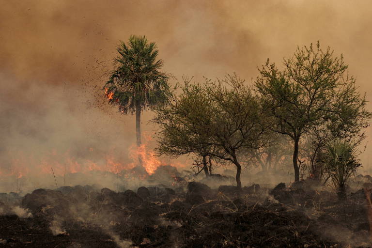 Incêndios florestais na América do Sul lançam emissões recordes, diz observatório europeu