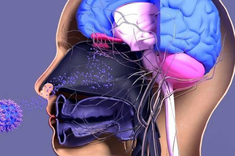 Ilustração mostra um cabeça humano de perfil, destacando o cérebro e partículas entrando pelo nariz