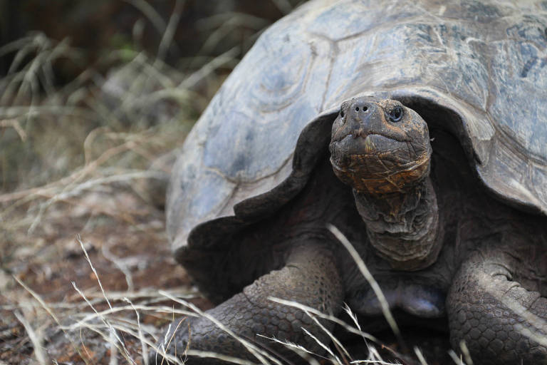 Tartarugas-gigantes de Galápagos são de uma nova espécie, mostra estudo de DNA