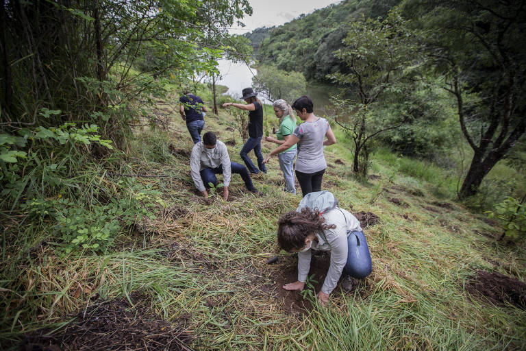 Imagem geral mostra colaboradores em meio a área verde durante o plantio de árvores no interior de São Paulo 
