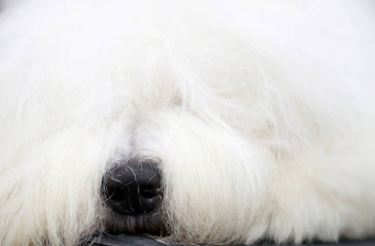 Cães participam do Crufts, maior competição canina do mundo