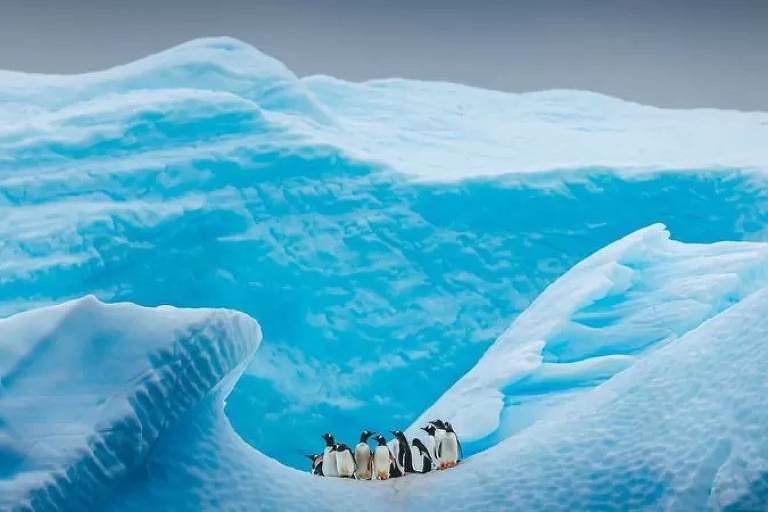 Imagem mostra um grupo de pinguins em uma geleira