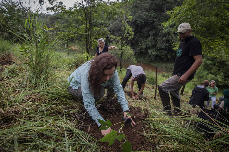 Brasileiros plantam árvores em homenagem às vítimas da Covid-19