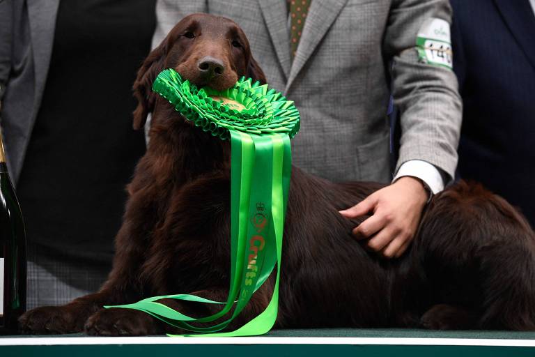 Baxer vence o Crufts, maior competição canina do mundo; veja fotos