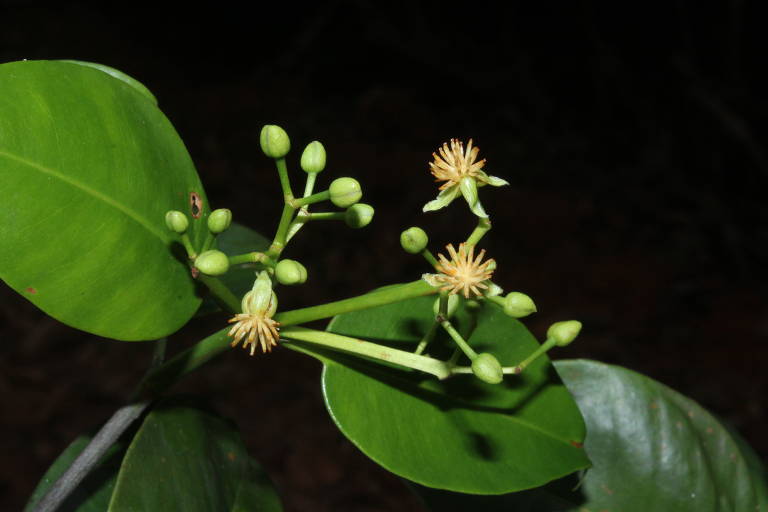 Planta Tovomita cornuta, encontrada em área de reserva de uso sustentável Uatumã, no Amazonas