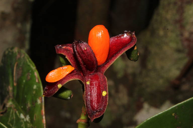 Fruto de Tovomita cornuta, encontrada em áreas no entorno de Manaus, no Amazonas