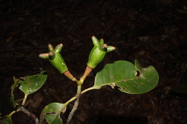 Planta Tovomita cornuta, encontrada em área de reserva de uso sustentável Uatumã, no Amazonas