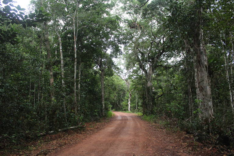 Área de ocorrência de Tovomita cornuta, na reserva de desenvolvimento sustentável Uatumã, em São Sebastião do Uatumã, no estado do Amazonas