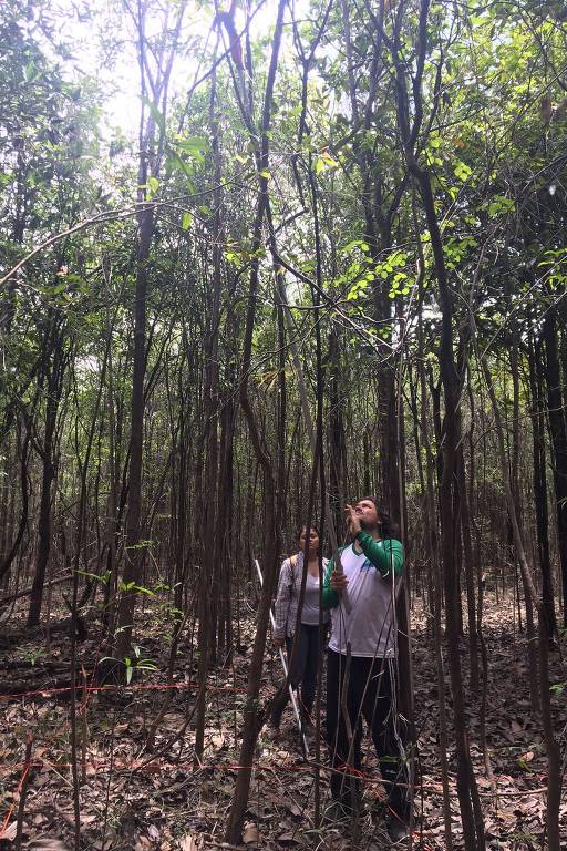 Trabalho em campo da equipe do grupo Maua (Ecologia, Monitoramento e Uso Sustentável de Áreas Úmidas), do Inpa