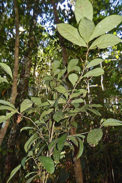 A planta Aenigmanu alvareziae em seu habitat natural, na reserva do Parque Nacional de Manu, em Madre de Díos, no Peru