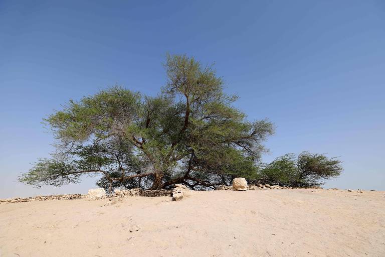 Árvore no meio do deserto do Bahrain e filhote de elefante; veja fotos de hoje