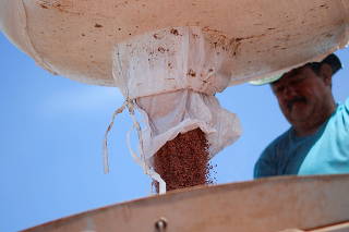 An agricultural worker loads a tractor with fertilizer before spreading it in a soybean field, near Brasilia