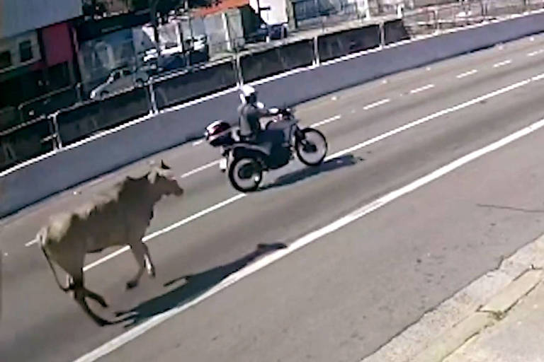Uma vaca corre em uma avenida. Na sua frente, há uma policial em uma moto.