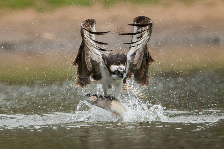 Águia capturando peixe e rali do Kuwait; veja fotos de hoje