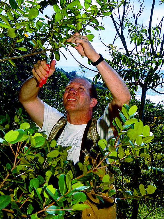 O botânico William Wayt Thomas, em trabalho de campo na Bahia, no Brasil, sobre as plantas da família Picramniacea