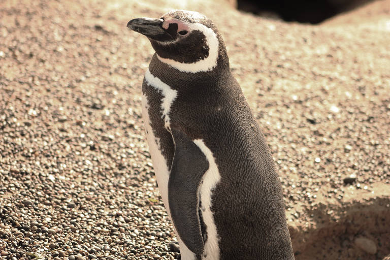 Pinguins podem ser observados de setembro a abril principalmente ao sul de Puerto Madryn