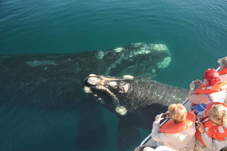 Encontro de turistas com baleias francas austrais a bordo de embarcação em Puerto Pirámides