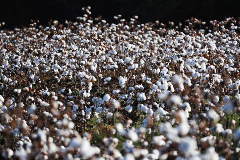 campo de algodão em flor