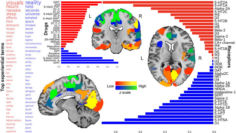 Diagrams do cérebro mostram com cores áreas relacionadas com drogas psicodélicas