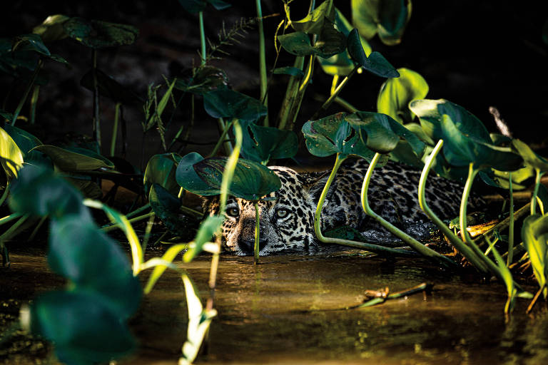 Fotógrafo retrata natureza, moradores e animais do Pantanal em livro