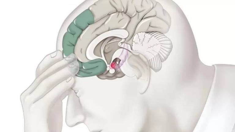 O córtex pré-frontal (destacado em verde escuro na ilustração) só se desenvolve completamente entre os 25 e os 30 anos