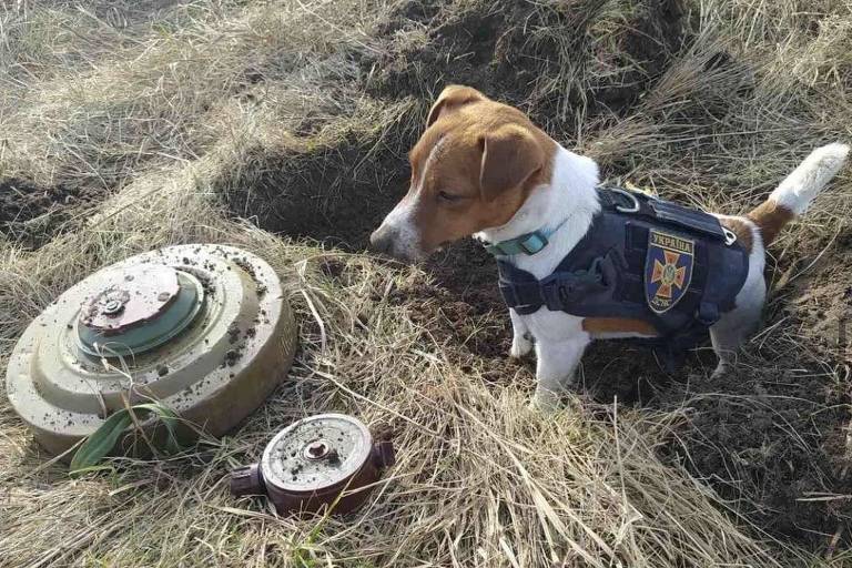 Patron, o cão farejador que ajudou a encontrar mais de 90 bombas na Ucrânia
