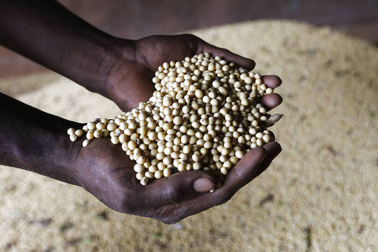 Agricultor mostra grãos de soja de propriedade no Distrito Federal