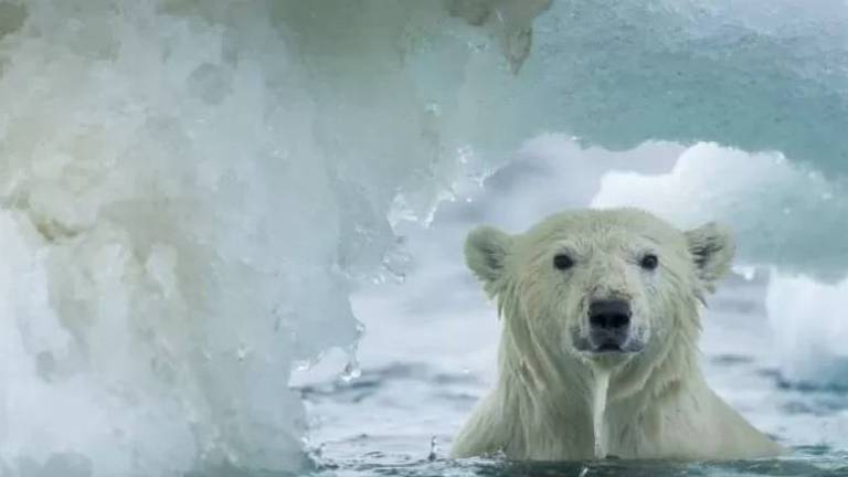 O derretimento da última área de gelo do Ártico poderá causar a destruição completa do seu ecossistema