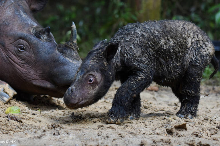 Veja fotos de fêmea de rinoceronte-de-sumatra, que nasceu na Indonésia