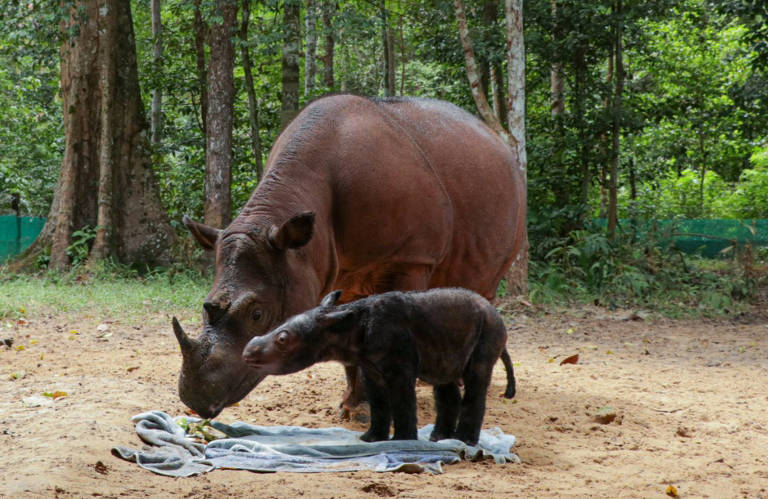 Ameaçado de extinção, filhote do rinoceronte de Sumatra nasce na Indonésia