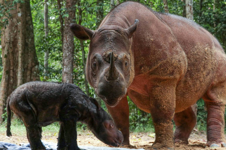 Nascimento de rinoceronte-de-sumatra traz esperança para espécie