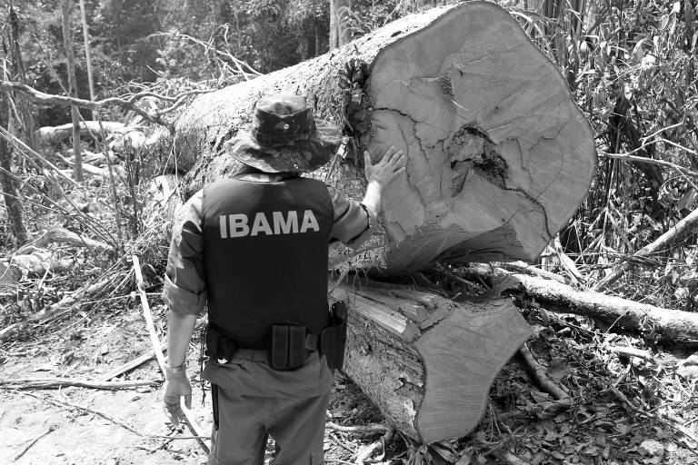 Ibama combate desmatamento ilegal na região de Castelo dos Sonhos, em Altamira (PA) em 24.ago.2016