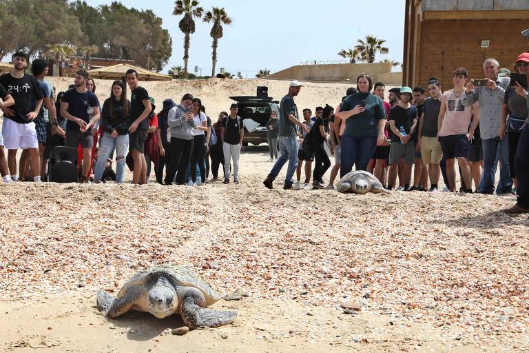 Tartarugas libertadas no mediterrâneo e seca no Quênia; veja fotos de hoje