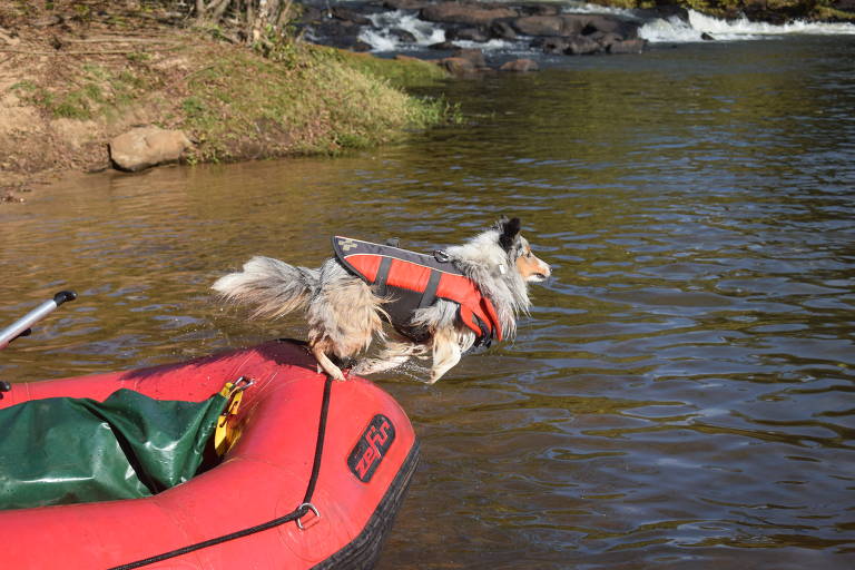 Brotas São Paulo
Rafiting com cachorro
Foto: divulgação