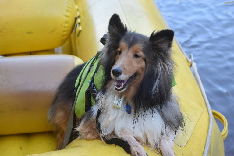 Brotas São Paulo
Rafiting com cachorro
Foto: divulgação