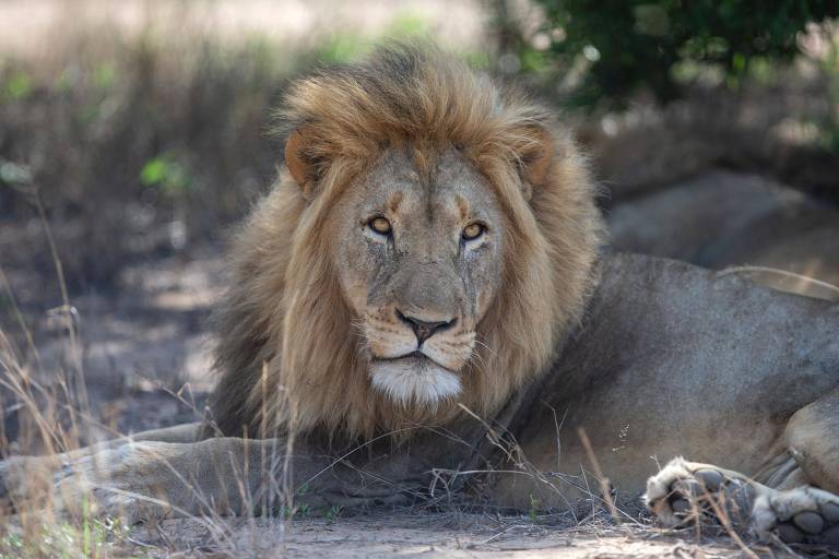 Leão descansa na sombra de árvore na reserva Rietspruit Game, em Hoedspruit, na África do Sul