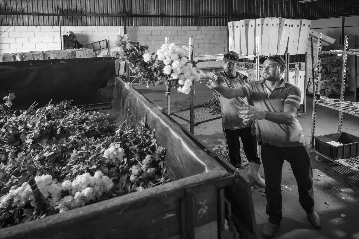 Sem mercado consumidor, rosas apodrecem e são descartadas em Holambra. Funcionários do Grupo Esperança, José Roberto Souza,38, e Gilberto Magalhães,48, jogam as flores no lixo, em 2.abr.2020 