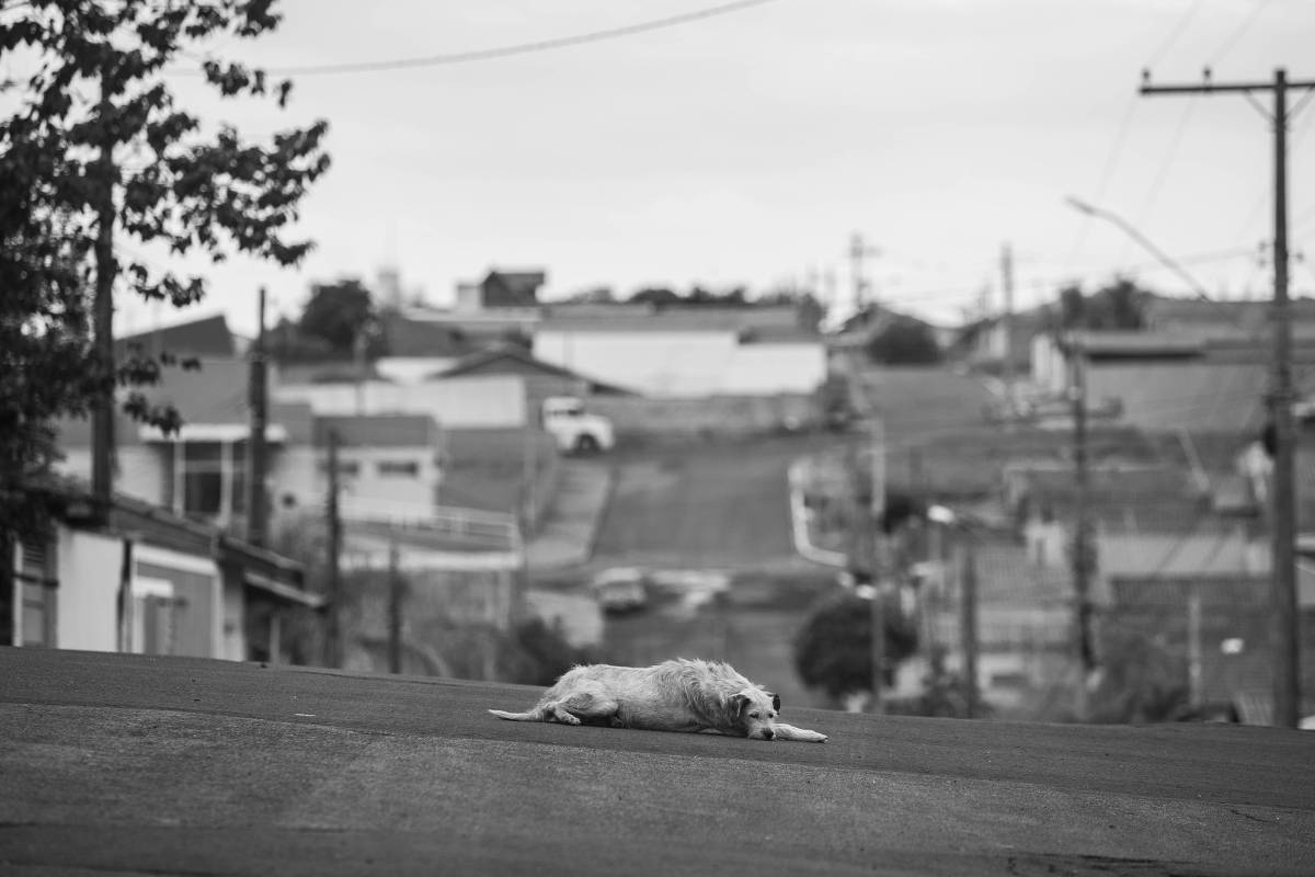 Cachorro deitado no meio da rua no centro da cidade de Corumbataí, que tem cerca de 4.000 habitantes, em 6.abr.2021