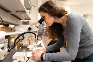 University of Edinburgh researcher Ornella Bertrand looks at Mesozoic mammal fossils in Seattle