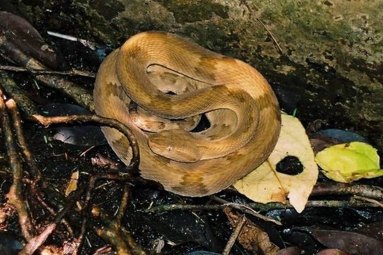 Diferentemente das espécies continentais do Brasil, esta cobra é menor e menos pesada e tem uma pele mais elástica