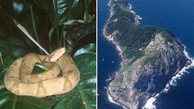A jararaca-ilhoa só existe nesta ilha na costa de São Paulo