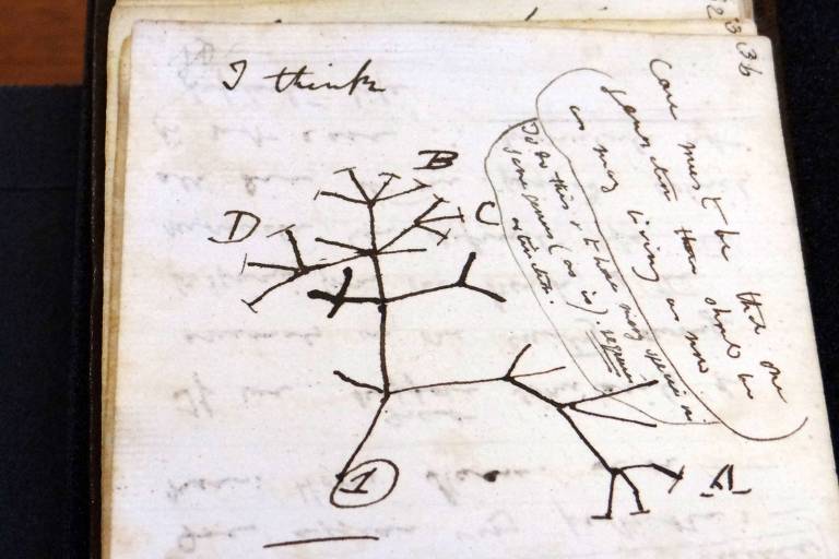 O desenho da famosa "Árvore da Vida" feita por Charles Darwin em 1837 está em um dos cadernos recuperados pela biblioteca da Universidade de Cambridge
