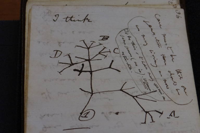Desenho esquemático com galhos de árvore genealógica dos seres vivos feito por Darwin 